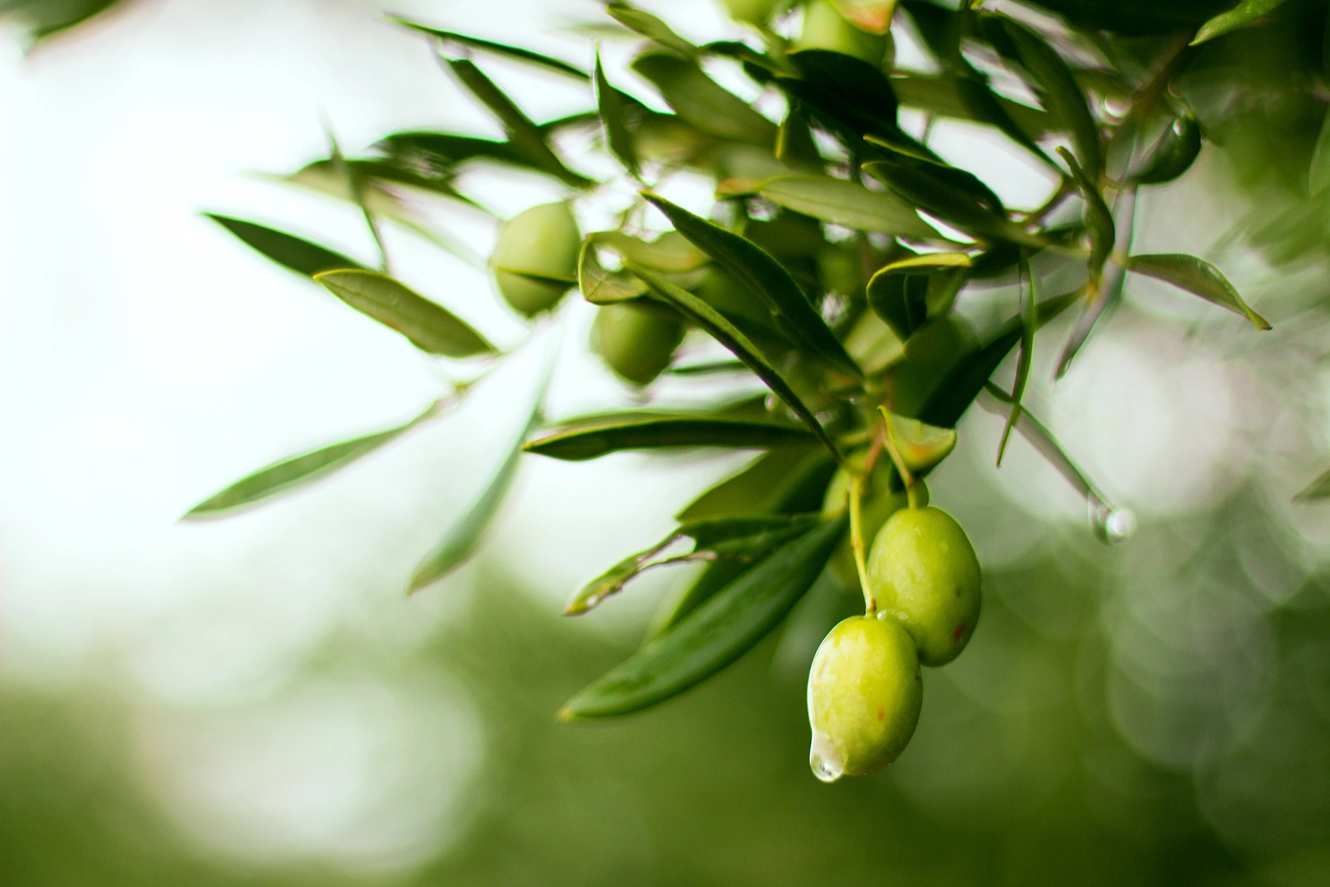 ¿Conoces el perfil nutricional del aceite de oliva?